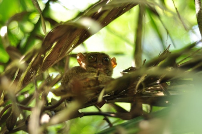 Tarsier
